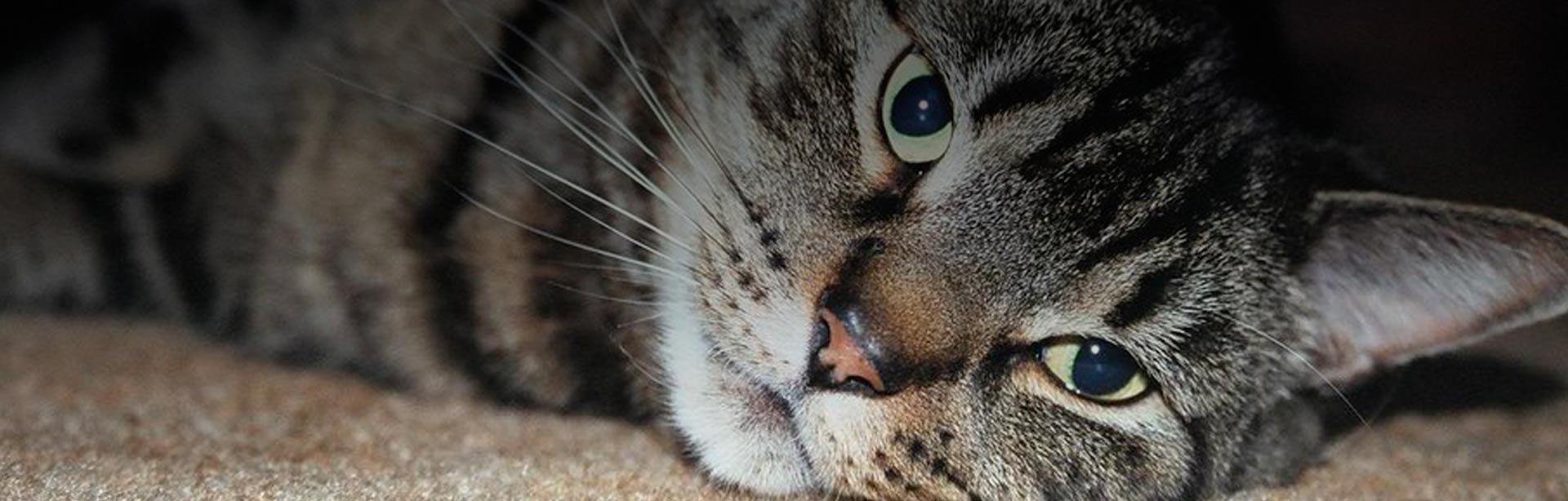 Slider gato
